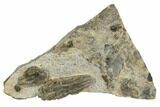 3.2" 3D, Triassic Fossil Crinoid (Encrinus) - Germany - #192530-1